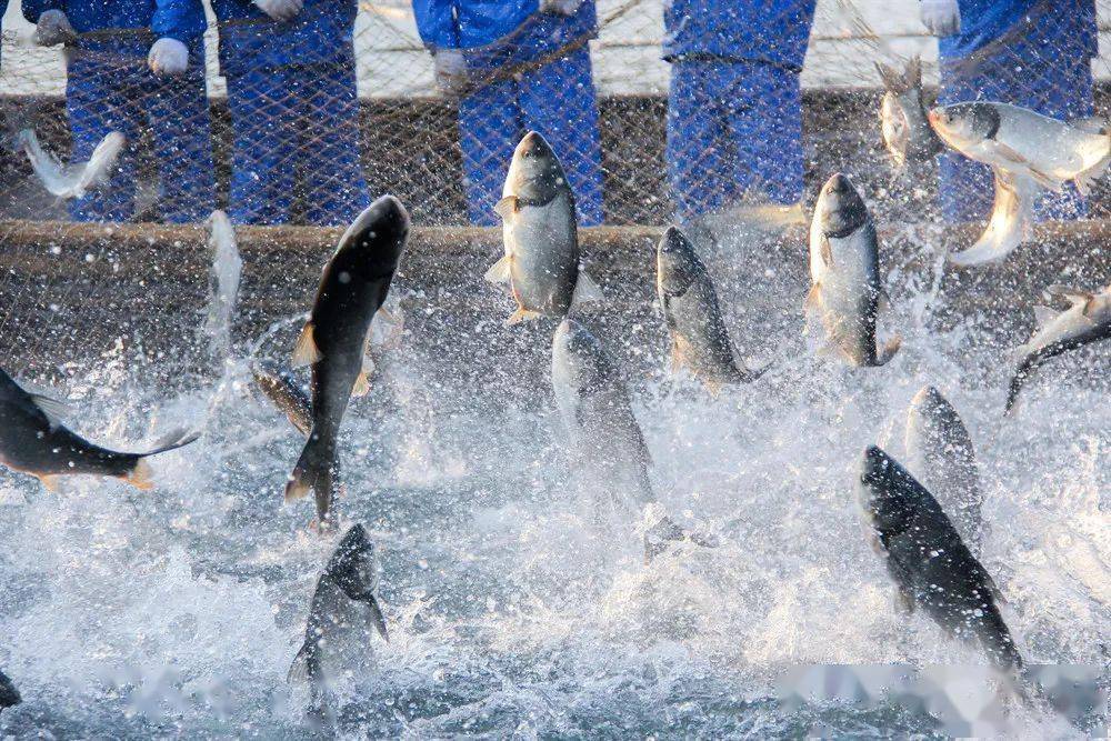 1689995738695285.jpeg 水產養(yǎng)殖 (1).jpeg