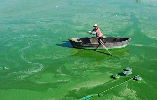 1711952262944108.jpg “水華”現象.jpg