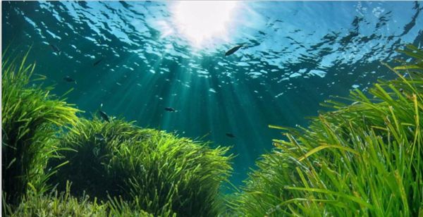 1716792468118110.jpeg 陽(yáng)光.jpeg