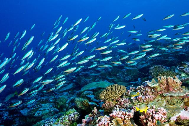 1725349589799342.jpg 海洋生態(tài)系統(tǒng).jpg