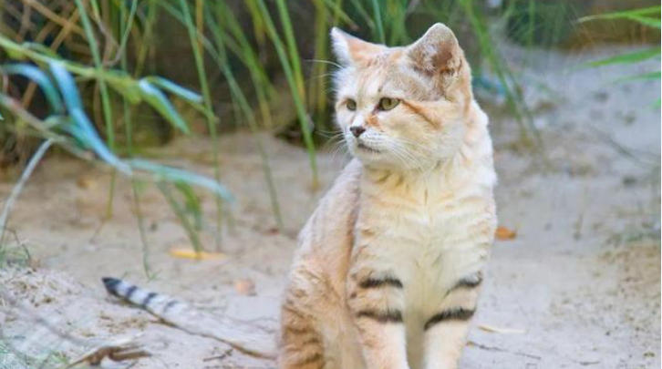 1758076127973621.jpg 寵物.jpg