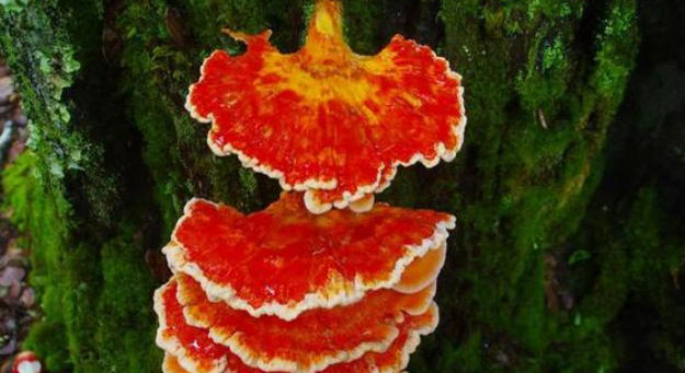 1762394734975188.jpg 珍稀藥用菌.jpg