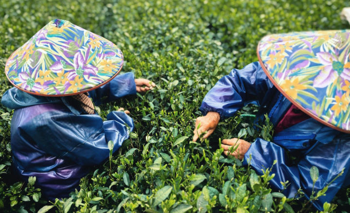 1762828711688701.jpg 茶園.jpg