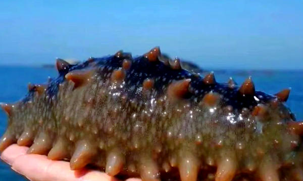 1766988631804416.jpg 海參.jpg